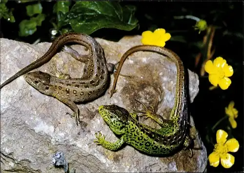 Ak Zauneidechsen auf einem Stein