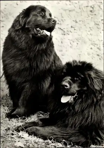Ak Zwei schwarze Hunde, Neufundländer