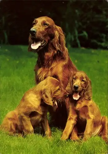 Ak Drei Hunde, Irish Red Setter
