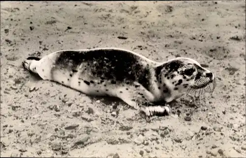 Ak Seehund im Watt an der Nordsee