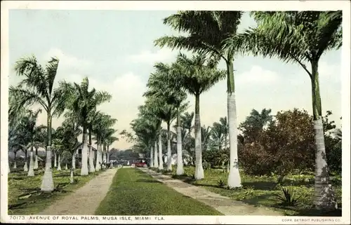 Ak Miami Beach Florida USA, Avenue of Royal Palms, Musa Isle