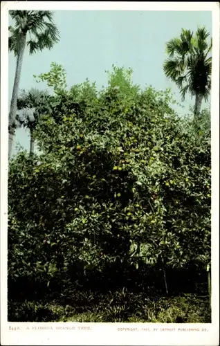 Ak Florida USA, Florida Orangenbaum
