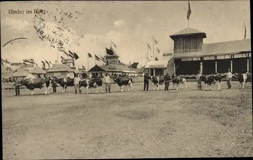 Ak Hannover in Niedersachsen, DLG 27. Wanderausstellung 1914, Rinder