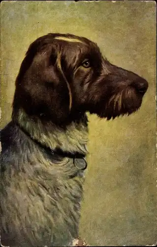 Ak Tierportrait, Hund mit Halsband