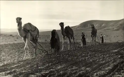 Foto Ak Bauern mit Kamelen bei der Feldarbeit