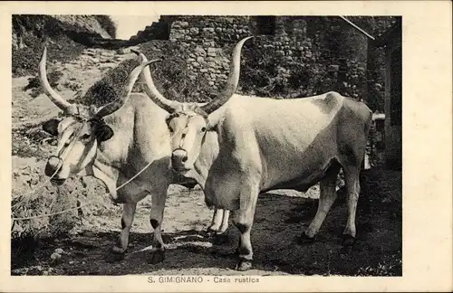 Ak San Gimignano Toskana Italien, Casa rustica, Bauernhaus, Hornochsen