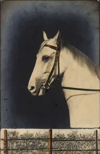 Ak Tierportrait, Pferd mit Zaumzeug