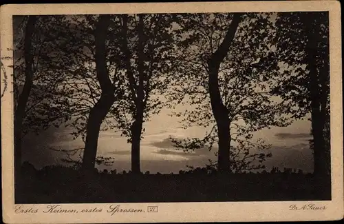 Ak Fotograf Dr. A. Sauer, Stimmungsbilder, Erstes Keimen, erstes Sprossen, Bäume