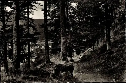 Ak Calmbach Bad Wildbad im Schwarzwald, Waldweg