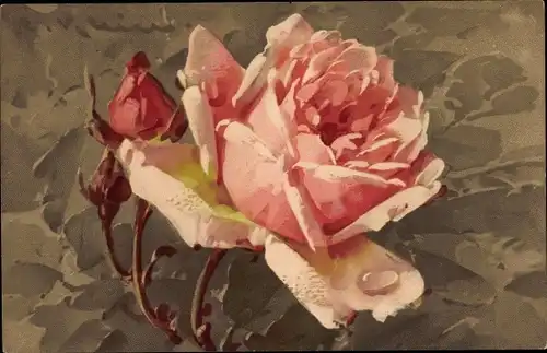 Künstler Ak Klein, Catharina, Rosenblüten, Meissner & Buch 1894