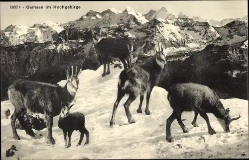 Ak Gemsen im Hochgebirge, Winteransicht