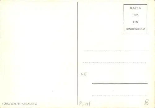 Ak Pudel, Hund-Portrait, Halsband