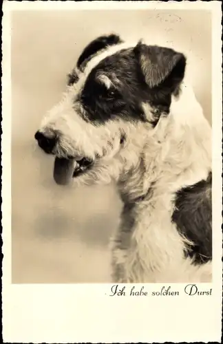 Ak Drahthaar Terrier, Hundeportrait, AMAG 67300/3