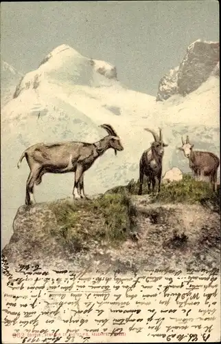 Ak Drei Ziegen im Gebirge