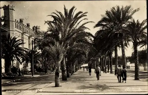 Ak Palma de Mallorca Balearische Inseln, Palme, Allee