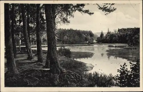 Ak Gernrode Quedlinburg im Harz, Teich