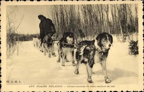 Ak Bei Glaces Polares ziehen Hunde ihre Lederschuhe an