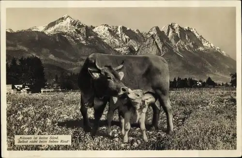 Ak Küssen ist keine Sünd, Kuh mit Kalb, Gebirge, Reklame, C. Bilger Molkerei-Erzeugnisse, Kempten