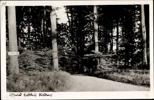 Ak Haffkrug Scharbeutz Ostholstein, Waldweg