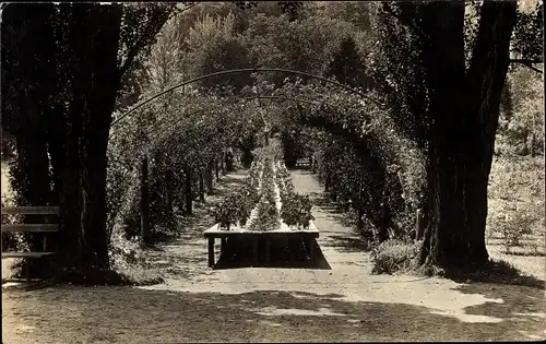 Foto Ak Park, Blumenspalier, Tisch