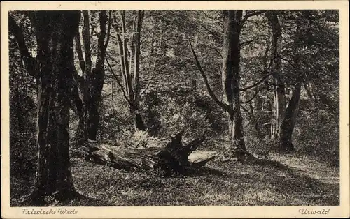 Ak Neuenwege Varel am Jadebusen, Friesische Wede, Urwald