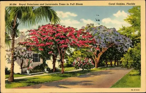 Ak Coral Gables Florida USA, Royal Poinciana und Jacaranda Bäume in voller Blüte