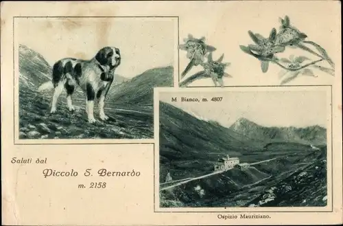 Ak Piccolo S. Bernardo Valle-D'Aosta, Bernhardiner, Ospizio Mauriziano
