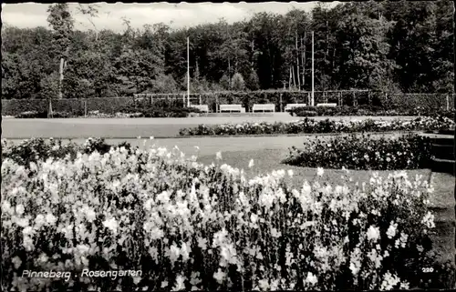 Ak Pinneberg in Holstein, Rosengarten