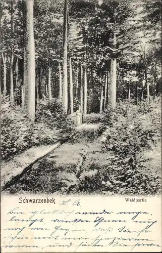 Ak Schwarzenbek in Lauenburg, Wald