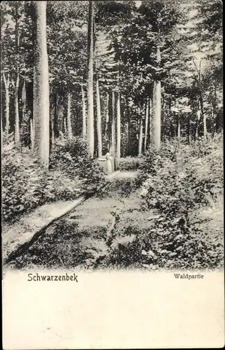 Ak Schwarzenbek in Lauenburg, Wald