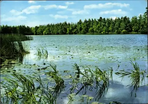 Ak Gehren Ilmenau in Thüringen, Seerosenteich, Naturschutzgebiet