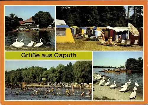 Ak Caputh Schwielowsee, Gaststätte Fährhaus, Campingplatz, Strandbad, Fähre, Schwäne