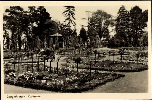 Ak Sangerhausen am Südharz, Rosarium