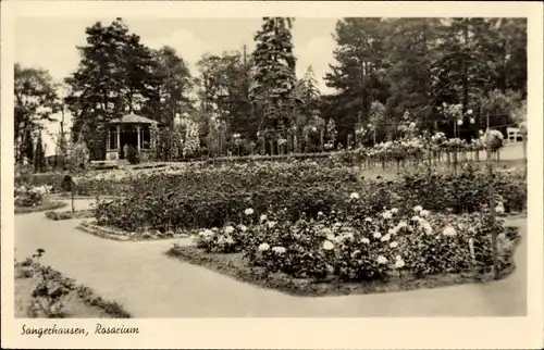 Ak Sangerhausen am Südharz, Rosarium