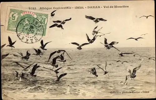 Ak Dakar Senegal, Möwen
