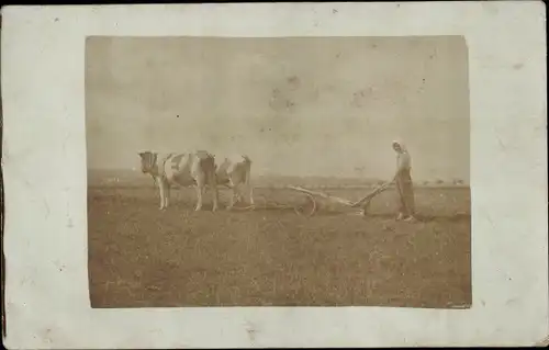 Foto Ak Frau mit Rinderpflug auf dem Feld