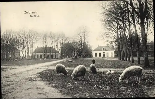 Ak Zuidlaren Drenthe Niederlande, De Brink, Schafe, Häuser