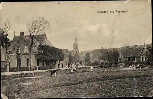 Ak Ternaard Friesland Niederlande, Dorfansicht, Kühe