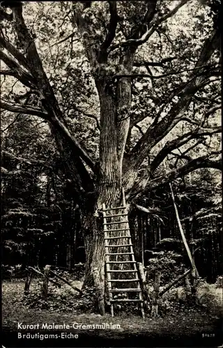Ak Gremsmühlen Malente in Ostholstein, Bräutigams-Eiche