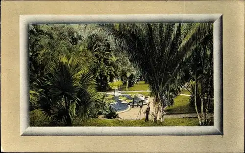 Ak Kingston Jamaica, Partie in den Grünanlagen, Fotograf