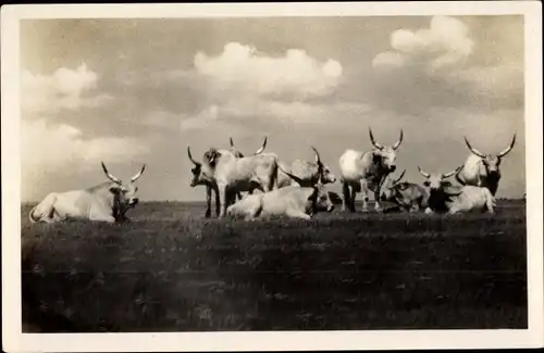 Ak Ungarn, Steppenrinderherde auf der Puszta Hortobagy