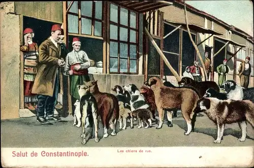 Ak Konstantinopel Istanbul Türkei, Straßenhunde