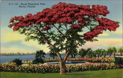 Ak Miami Beach Florida USA, Royal Poinciana Tree