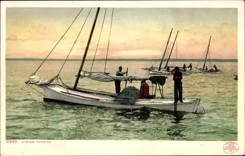 Ak USA, Austernzunge