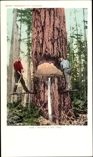 Ak USA, Einen großen Baum fällen