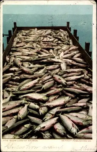 Ak USA, eine Ladung Lachs