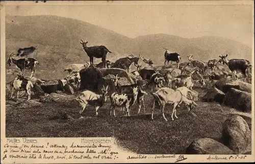 Ak Ziegen, Bergziegen, Berge