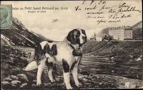 Ak St Bernard Sankt Bernhard Kanton Wallis, Hospice et chien