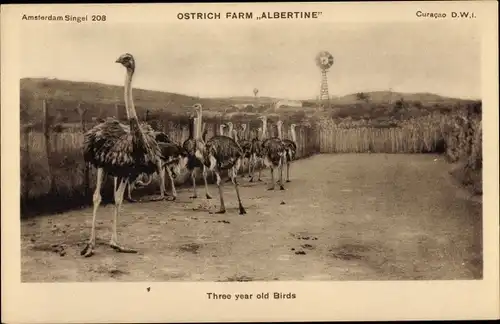 Ak Curaçao Niederländische Antillen Karibik, Straußenfarm Albertine