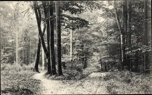 Ak Ostseebad Scharbeutz in Holstein, Kammer, Wald